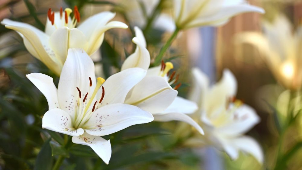 百合